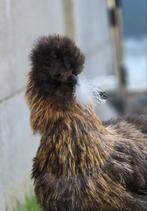 4 Amerikaanse silky's hennen te koop.