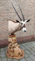 Opgezette oryx op zuil taxidermie afrika schedel gewei jacht, Wild dier, Gewei of Kop, Ophalen of Verzenden