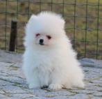 Pomeriaan pups 100% raszuiver, België, Keeshond, CDV (hondenziekte), 8 tot 15 weken