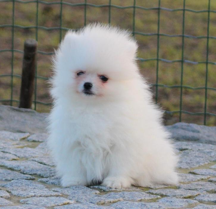 Pomeriaan pups 100% raszuiver, Dieren en Toebehoren, Honden | Poolhonden, Keeshonden en Oertypen, Meerdere dieren, Keeshond, Fokker | Professioneel