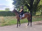Leuke merrie, Dieren en Toebehoren, Paarden