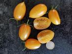 5 zaden Blush 2,0 tomaten - biologische teelt, Verzenden, Voorjaar, Volle zon, Zaad