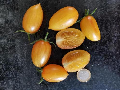 5 zaden Blush 2,0 tomaten - biologische teelt, Tuin en Terras, Bloembollen en Zaden, Zaad, Voorjaar, Volle zon, Verzenden