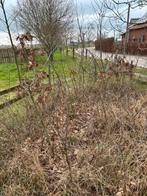 Eiken boompjes, Tuin en Terras, Ophalen, 100 tot 250 cm