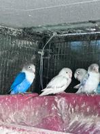 Dwergpapegaaien, Dieren en Toebehoren, Vogels | Parkieten en Papegaaien, Meerdere dieren, Dwergpapegaai of Agapornis, Tam