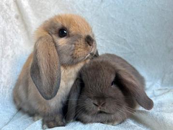 Prachtig mooi zeer lief handtam koppeltje Minilop konijntjes beschikbaar voor biedingen