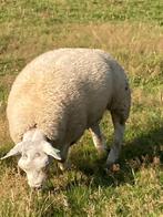 dekrammen, Dieren en Toebehoren, Mannelijk, Schaap, 0 tot 2 jaar
