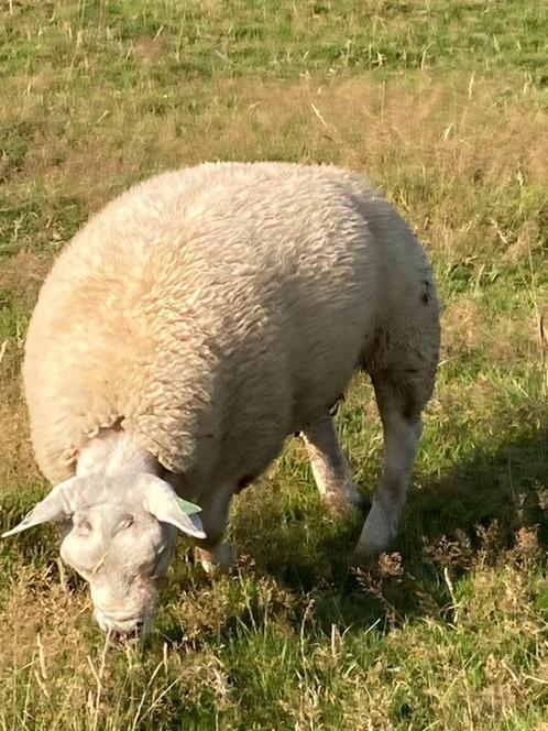dekrammen, Dieren en Toebehoren, Schapen, Geiten en Varkens, Schaap, Mannelijk, 0 tot 2 jaar