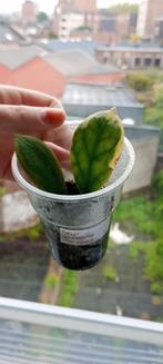 Hoya incrassata variegata, Maison & Meubles, Plantes d'intérieur, Enlèvement ou Envoi