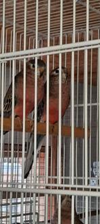 Bourkes wildkleur split pale fallow., Dieren en Toebehoren, Vogels | Parkieten en Papegaaien