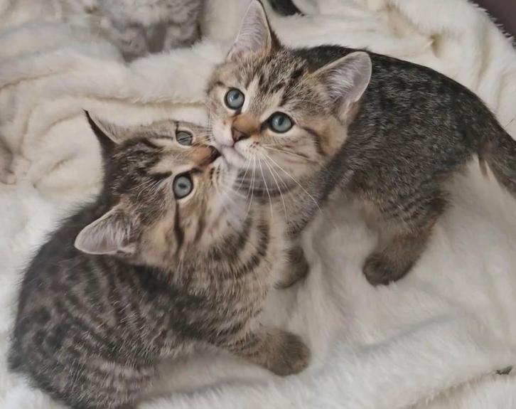 Britse korthaar Golden en Silver tabbys, Dieren en Toebehoren, Katten en Kittens | Raskatten | Korthaar, Kater, Ontwormd