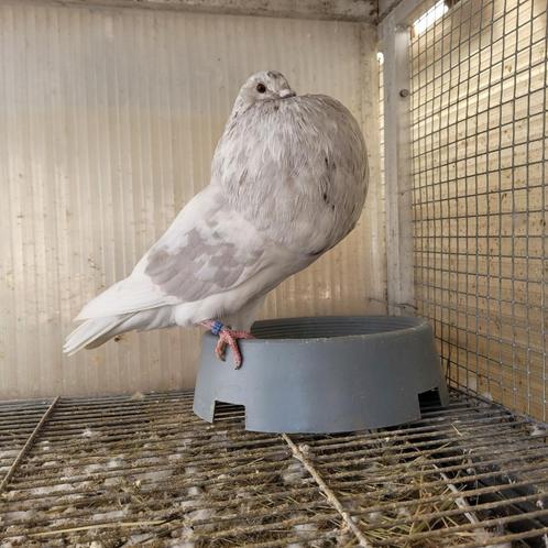 Jeunes pigeons Gaditano, Dieren en Toebehoren, Vogels | Duiven, Kropper, Meerdere dieren