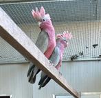 Rosé kaketoe, Dieren en Toebehoren, Meerdere dieren, Papegaai, Geringd