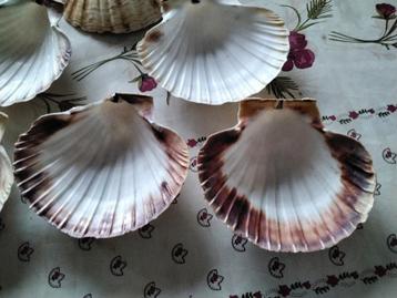 Lege Sint jacobsschelpen  beschikbaar voor biedingen