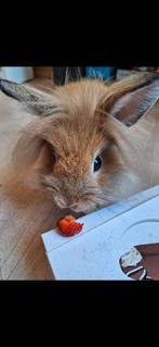 Gratuit. Lapin à tête de lion, Dieren en Toebehoren, Konijnen