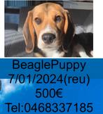 Beagle, Animaux & Accessoires, Chiens | Beagles, Bassets & Chiens courants, Particulier, Un chien, Belgique, 8 à 15 semaines