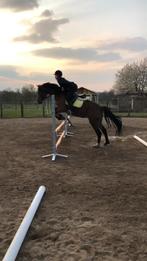 newforestpony - weidemaatje - pony te koop, Dieren en Toebehoren, Paarden, Merrie, Met stamboom, Minder dan 160 cm, Zadelmak