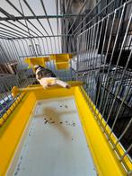 Potegese harlekijn pop 2025( 13), Dieren en Toebehoren, Vrouwelijk, Kleurkanarie