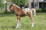 A reserver Poulain leopard, Dieren en Toebehoren, Paarden, L