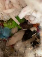 Ratons, Dieren en Toebehoren, Knaagdieren, Rat, Augustus, Meerdere dieren, Tam