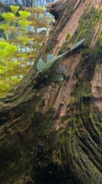 L 128 Pleco Hemiancitrus Blue Phantom 3 samen voor 250€, Dieren en Toebehoren, Vissen | Aquariumvissen