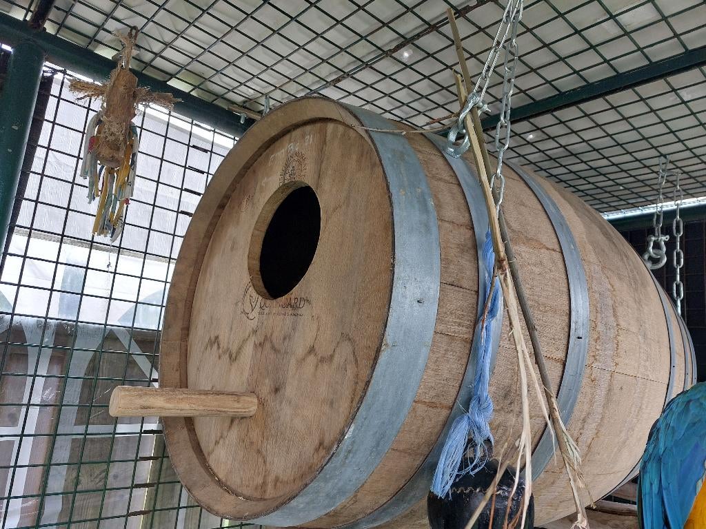 Broedblok / wijnvat blauwgele ara., Perroquet