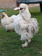 Broedeitjes usa zijdehoen, Dieren en Toebehoren, Pluimvee