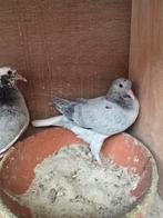 Pigeons iraniens (haut vol)