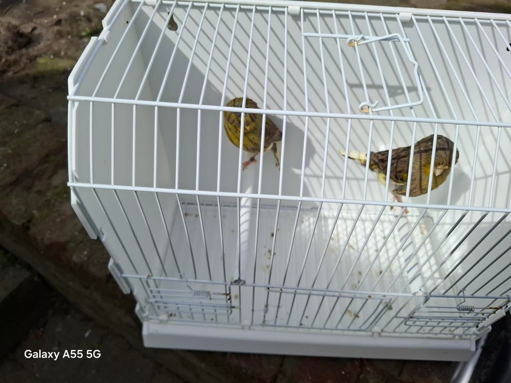 Koppels glosters, Dieren en Toebehoren, Ophalen