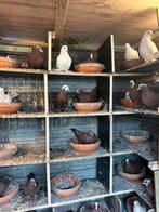 Irakees duiven te koop