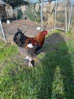 Brahma goudpatrijs, Dieren en Toebehoren, Pluimvee