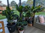 Bananier d'intérieur (plusieurs tailles), Jardin & Terrasse, Enlèvement