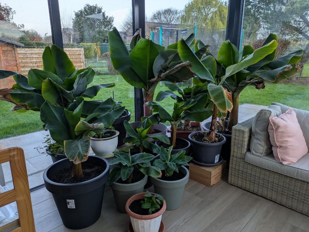 Bananier d'intérieur (plusieurs tailles), Jardin & Terrasse, Plantes | Arbres, Enlèvement