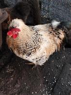 2 hanen, Dieren en Toebehoren