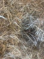 Hooi te koop, zeer geschikt voor paarden, Dieren en Toebehoren, Ophalen