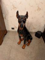 Porseleinen Dobermann hond 80cm hoog, Antiek en Kunst, Ophalen