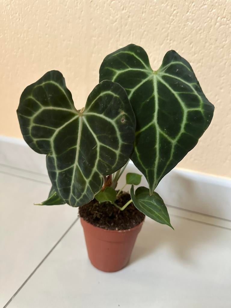 Anthurium clarinervium, Maison & Meubles, Plantes d'intérieur, Autres espèces, En pot, Moins de 100 cm, Enlèvement