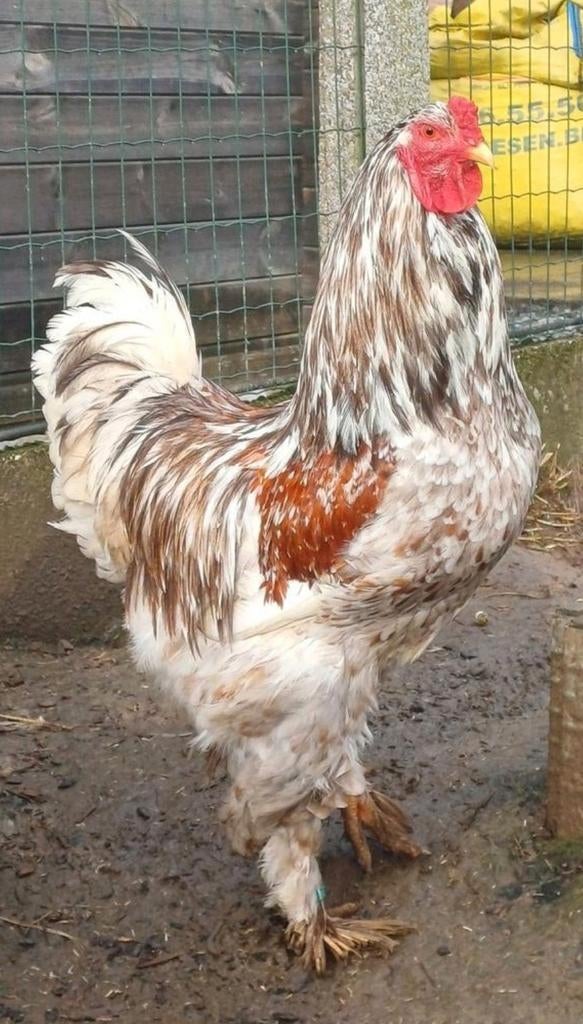 Broedeieren brahma porselein, Sexe inconnu, Poule ou poulet