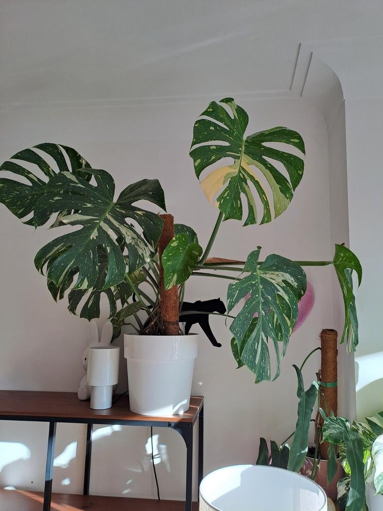 Monstera Thai Constellation XL met pot, Maison & Meubles, Plantes d'intérieur, Enlèvement