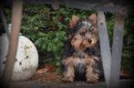 Yorkshire Terrier pups, Dieren en Toebehoren, België, Reu, 8 tot 15 weken, Meerdere