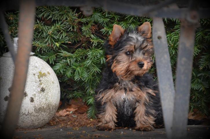 Chiots Yorkshire Terrier, Animaux & Accessoires, Chiens | Jack Russell & Terriers, Chien (mâle), Yorkshire Terrier, Éleveur | Professionnel