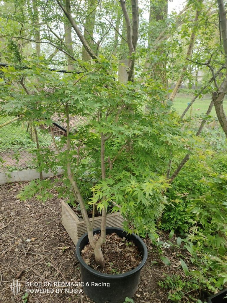 Grote acer Japanse esdoorn, Enlèvement