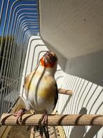 Distelvink, Dieren en Toebehoren, Vogels | Overige Vogels, Vrouwelijk, Wildzangvogel, Geringd