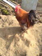 cochin kriel, Mâle, Poule ou poulet