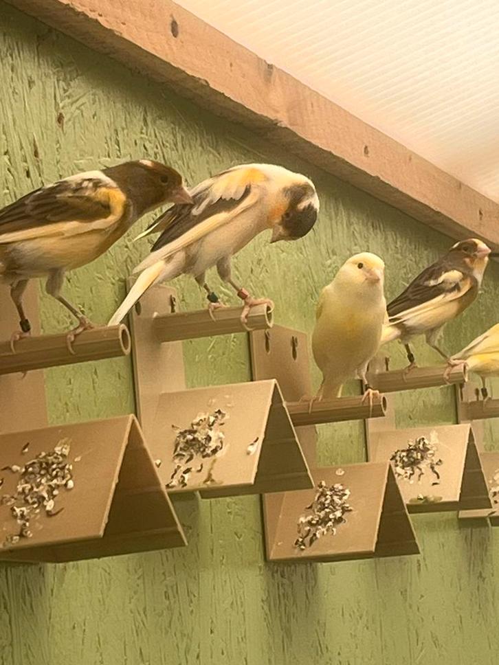 Canaris arlequin, Animaux & Accessoires, Oiseaux | Canaris