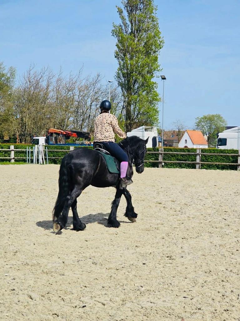 Halve stal/Verzorger gezocht, Dieren en Toebehoren, Paarden, Ruin, Niet van toepassing, Gechipt, 11 jaar of ouder