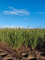 Ligustrum Ovalifolium 125/150cm, Jardin & Terrasse, Enlèvement