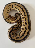 Python Regius Batman, Dieren en Toebehoren, Reptielen en Amfibieën