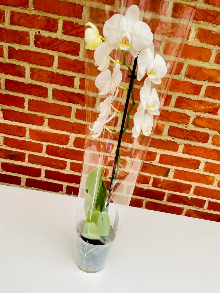 Orchidee, Huis en Inrichting, Kamerplanten, Ophalen, Overige soorten, Minder dan 100 cm, Bloeiende kamerplant