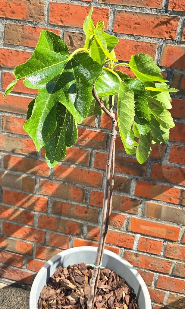 Vijgenboom Ficus Carica vijgen boom 1v11cast, Ophalen, Lente, Volle zon, In pot
